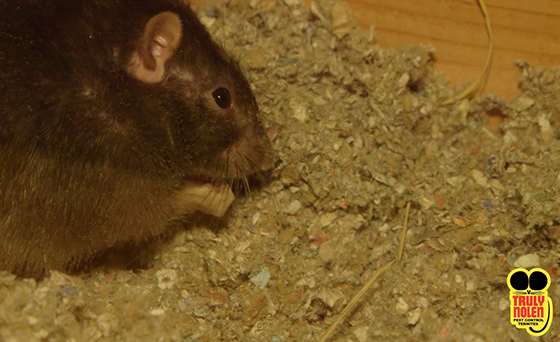 Truly Nolen Pest Control Tips "Rodents"