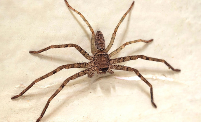 How dangerous are the spiders in Albuquerque homes?